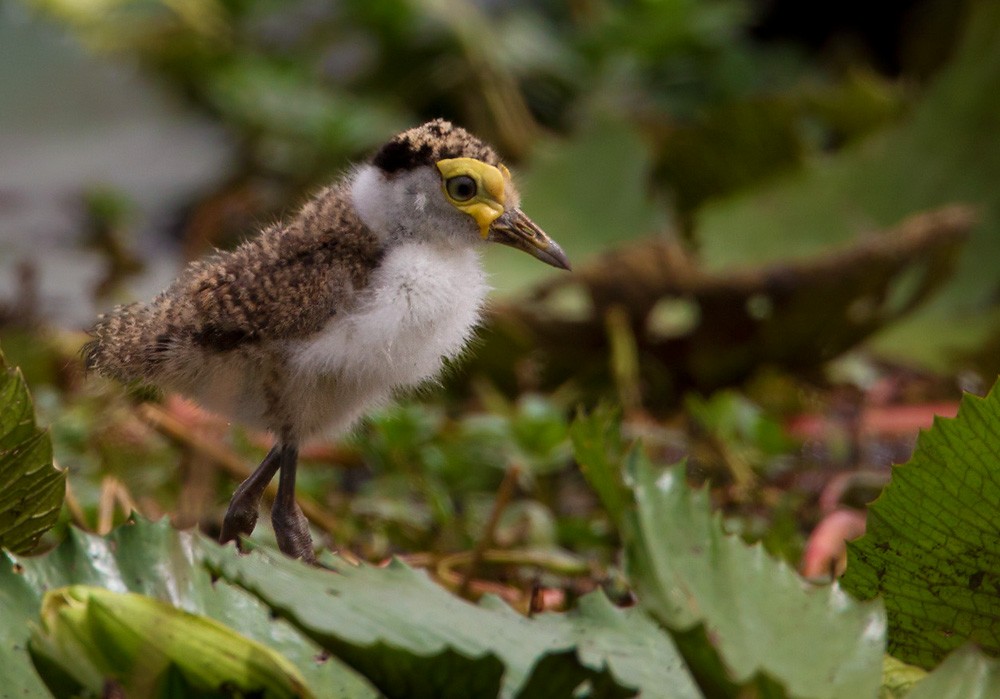 Masked Lapwing (Masked) - Lars Petersson | My World of Bird Photography