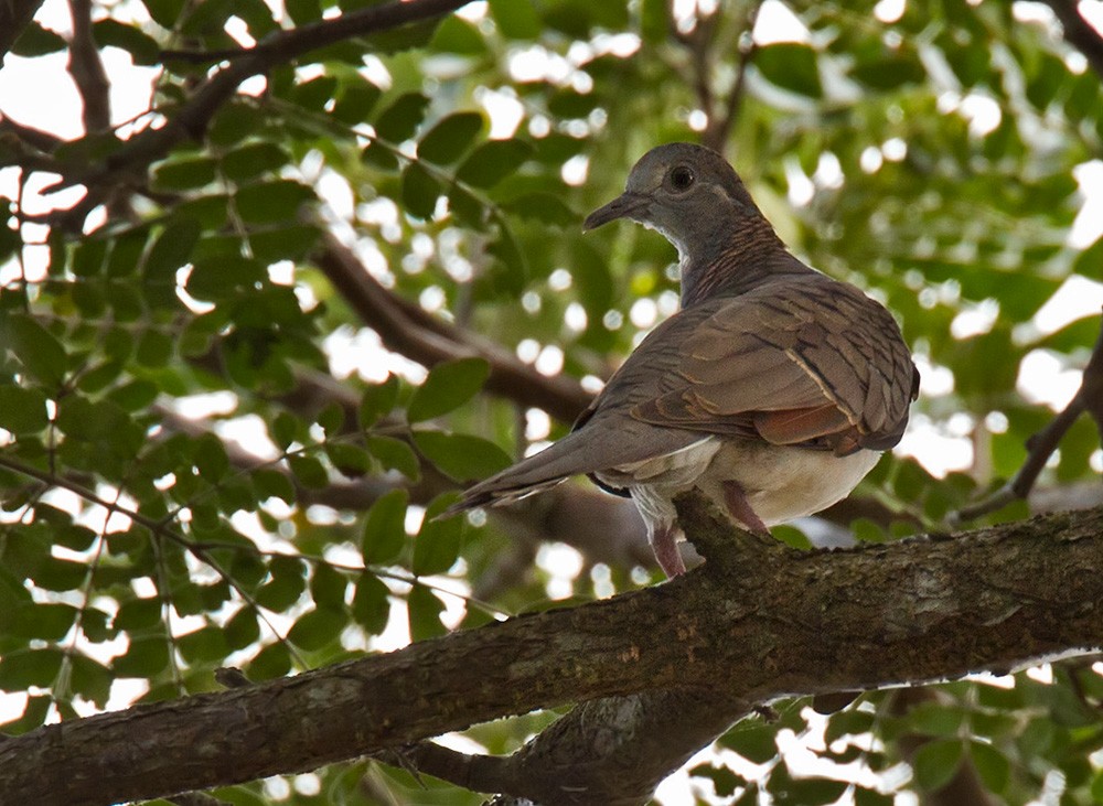 Bar-shouldered Dove - Lars Petersson | My World of Bird Photography