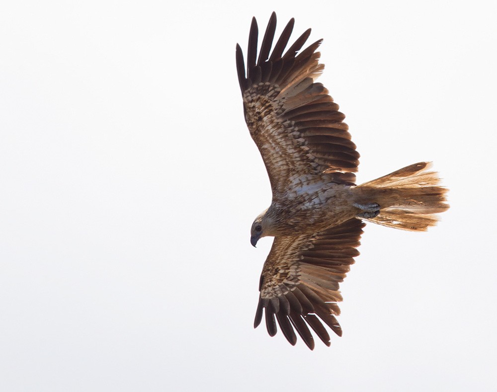 Whistling Kite - Lars Petersson | My World of Bird Photography