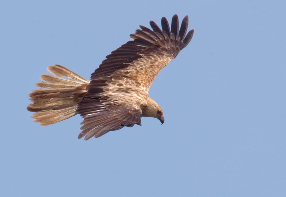 Whistling Kite - Lars Petersson | My World of Bird Photography