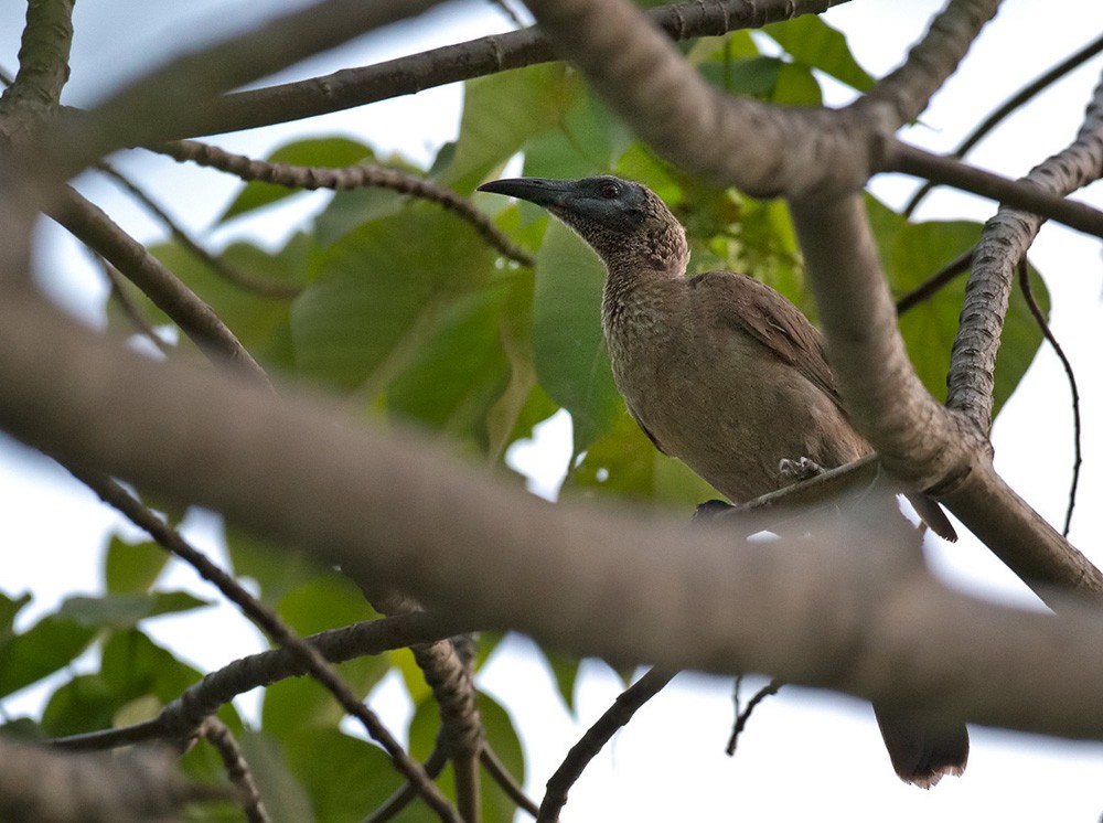 Helmeted Friarbird (New Guinea) - ML205972751