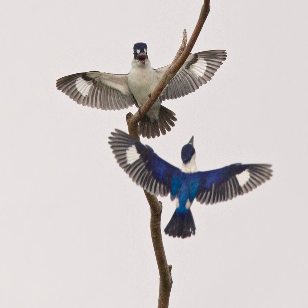 Forest Kingfisher - ML205972771