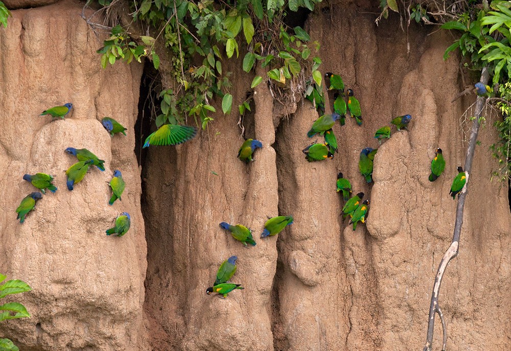 Blue-headed Parrot (Blue-headed) - Lars Petersson | My World of Bird Photography