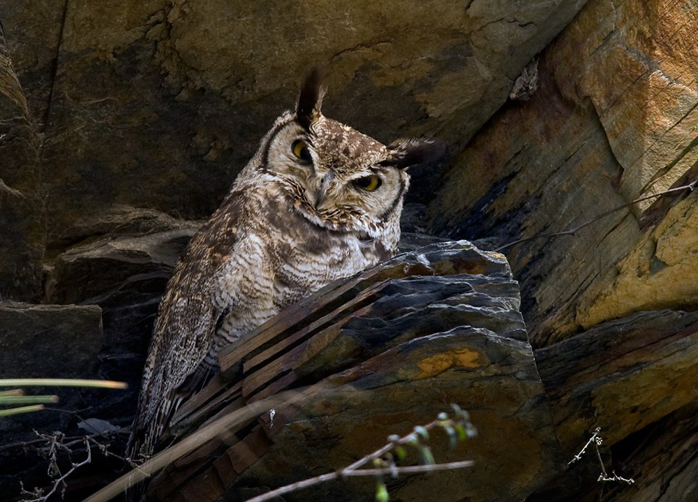 Lesser Horned Owl - ML205972851