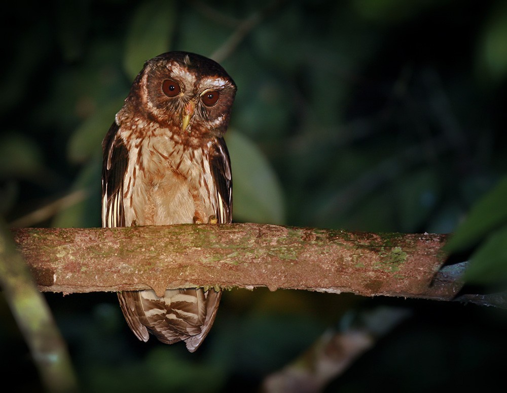 Mottled Owl (Amazonian) - Lars Petersson | My World of Bird Photography