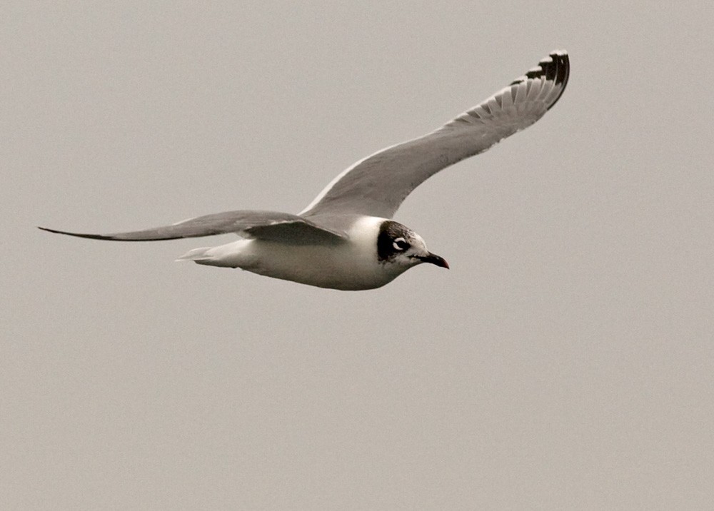 Franklin's Gull - Lars Petersson | My World of Bird Photography