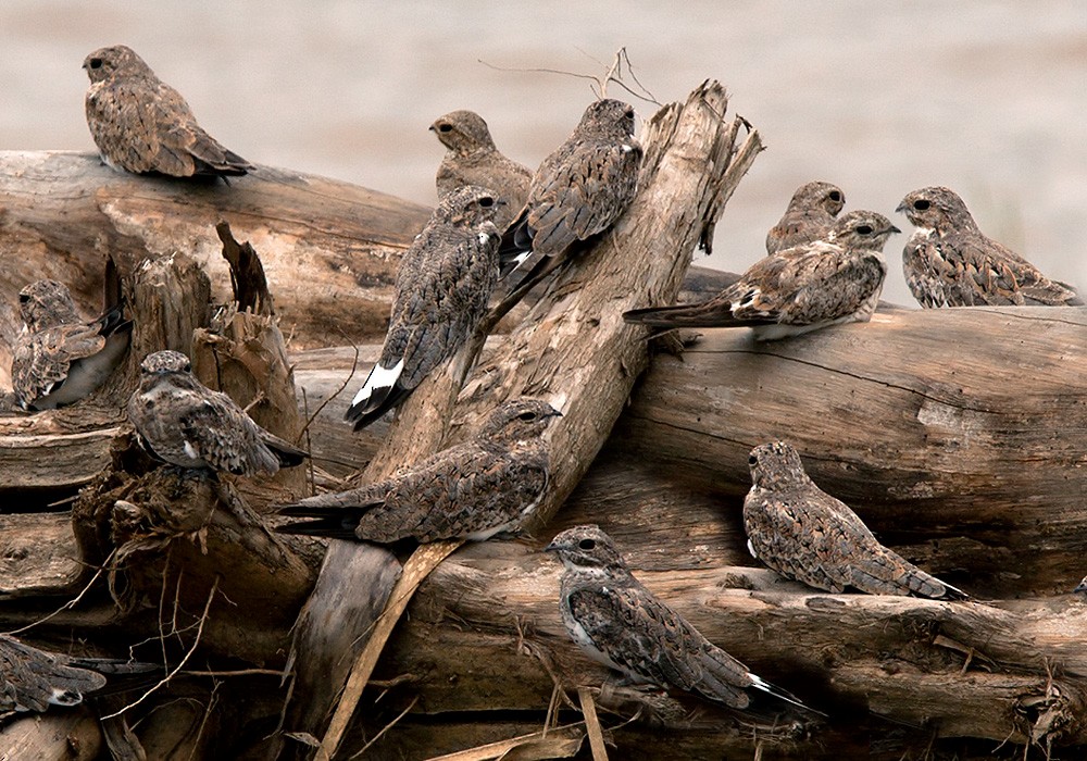 Sand-colored Nighthawk - Lars Petersson | My World of Bird Photography