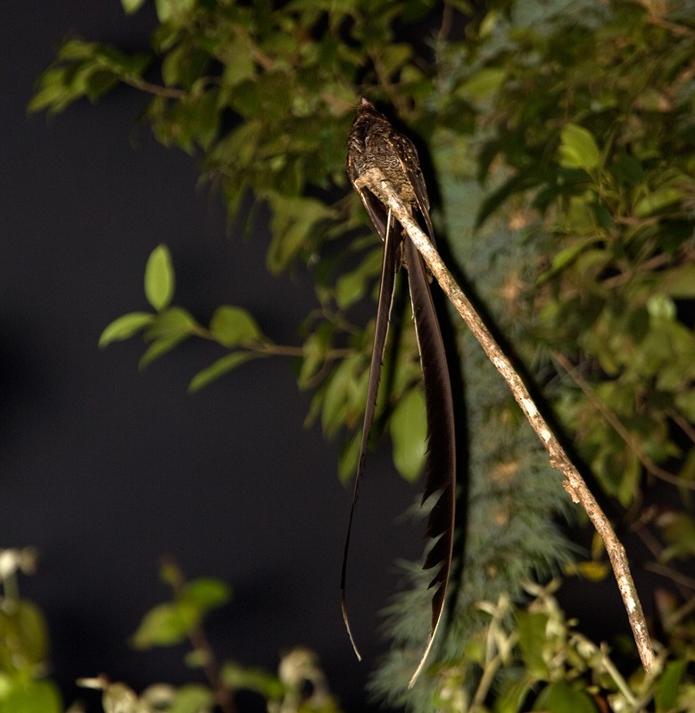 Lyre-tailed Nightjar - Lars Petersson | My World of Bird Photography