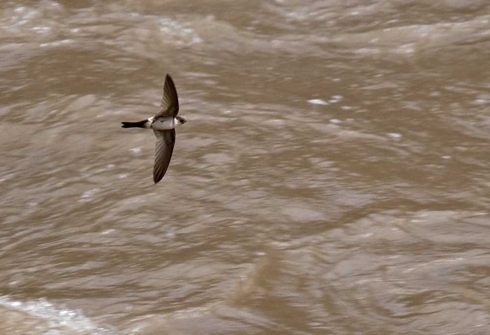 Andean Swift - Lars Petersson | My World of Bird Photography