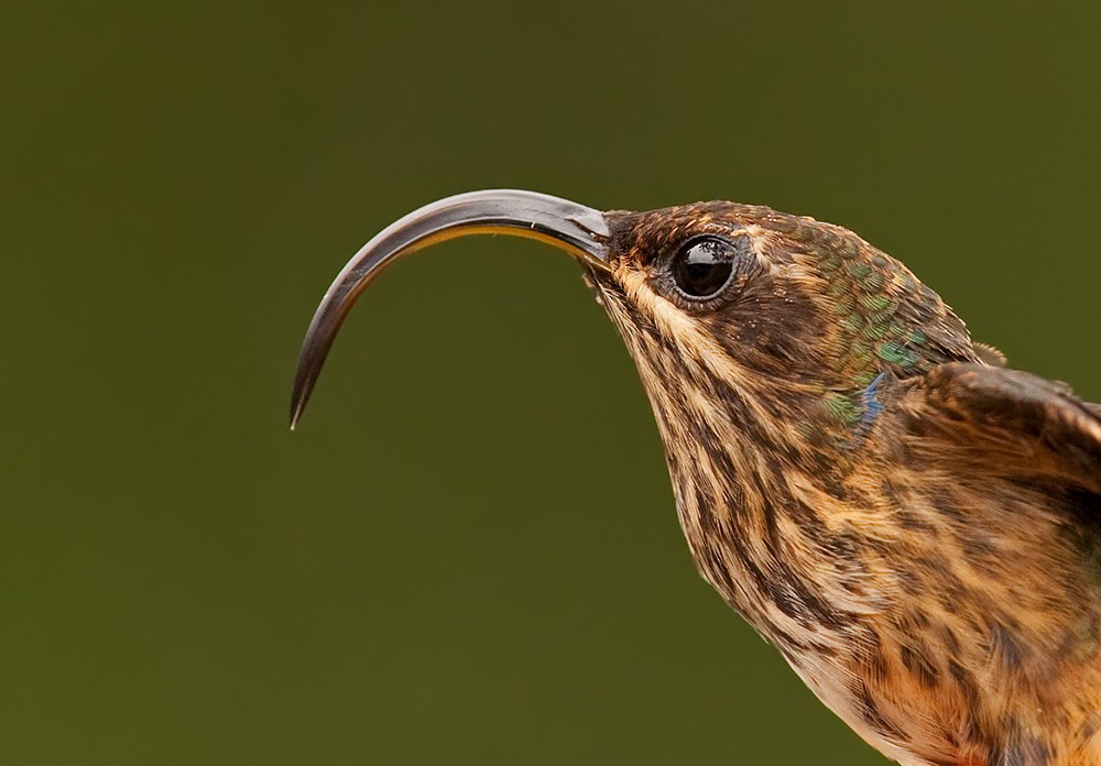 Buff-tailed Sicklebill - Lars Petersson | My World of Bird Photography