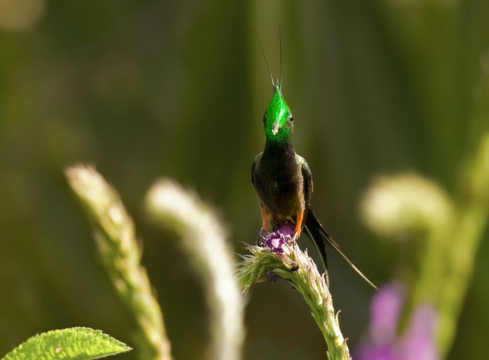 Wire-crested Thorntail - Lars Petersson | My World of Bird Photography