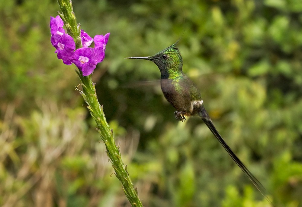 Wire-crested Thorntail - ML205973041