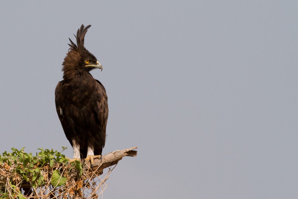Long-crested Eagle - Lars Petersson | My World of Bird Photography