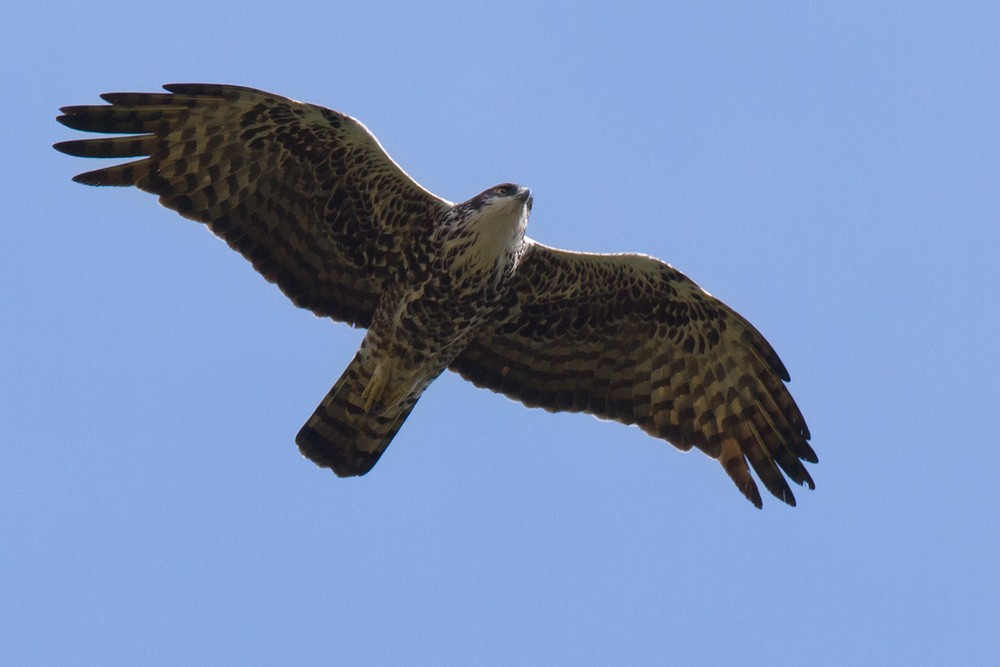 Ayres's Hawk-Eagle - ML205973091