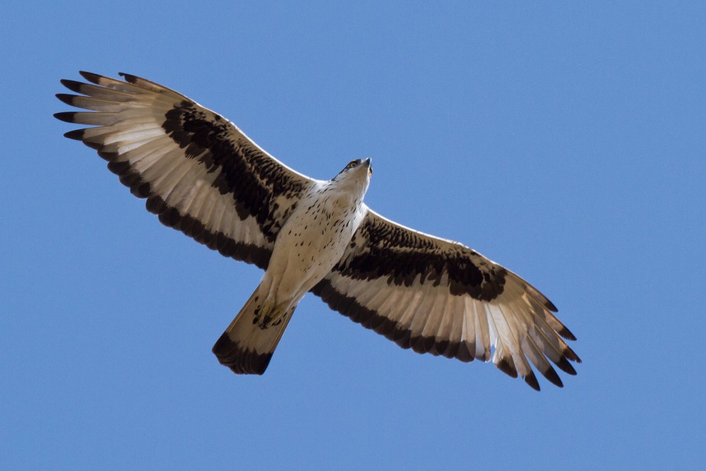African Hawk-Eagle - ML205973101