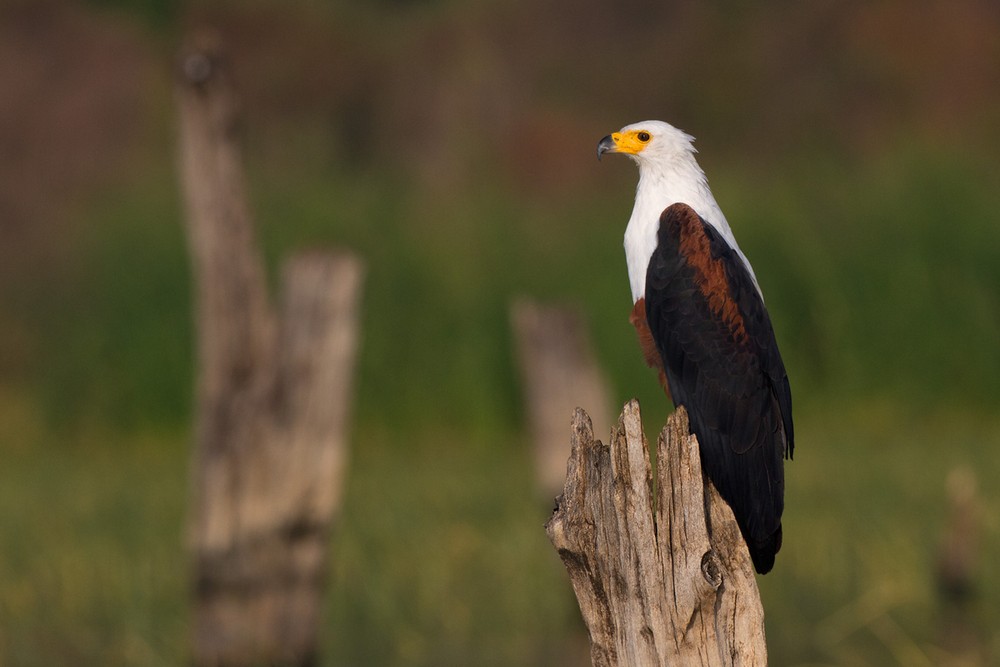 African Fish-Eagle - ML205973201