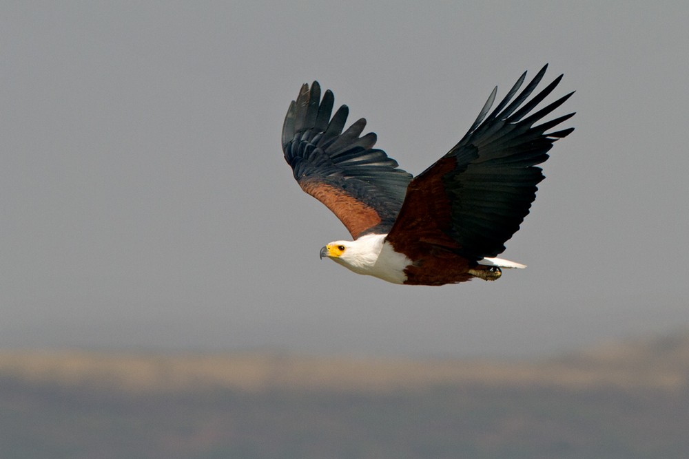 African Fish-Eagle - ML205973211