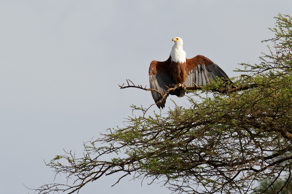 African Fish-Eagle - ML205973251