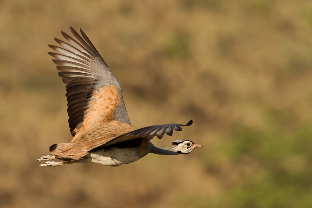 White-bellied Bustard - Lars Petersson | My World of Bird Photography