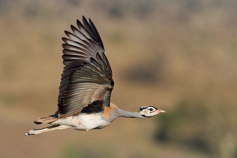 White-bellied Bustard - Lars Petersson | My World of Bird Photography