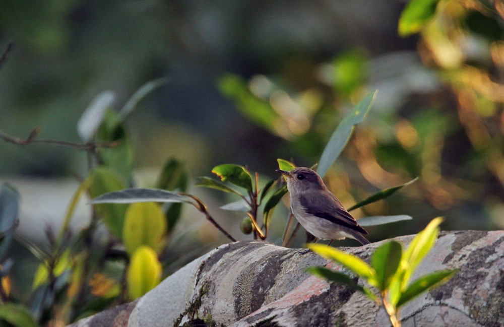 Sumba Brown Flycatcher - Lars Petersson | My World of Bird Photography