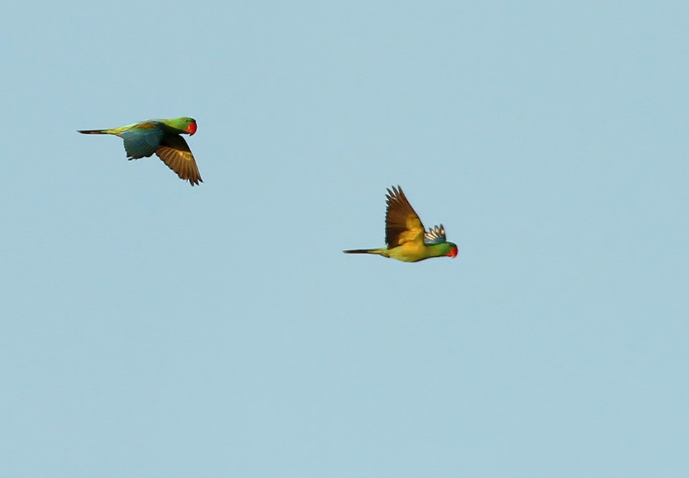 Great-billed Parrot - ML205973461