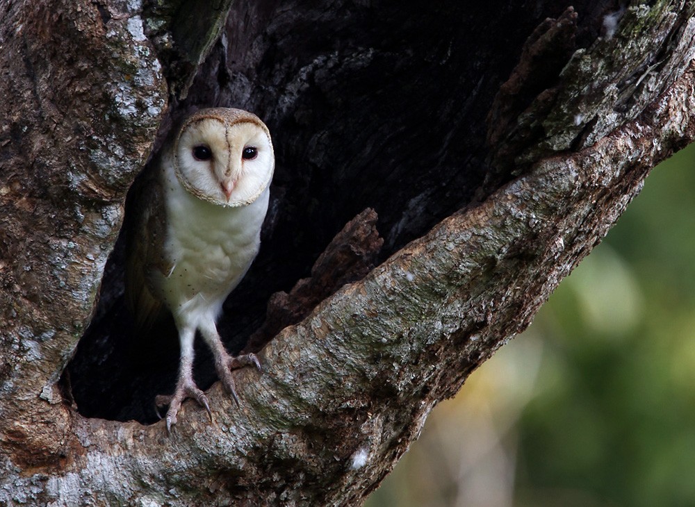 Barn Owl (Eastern) - Lars Petersson | My World of Bird Photography