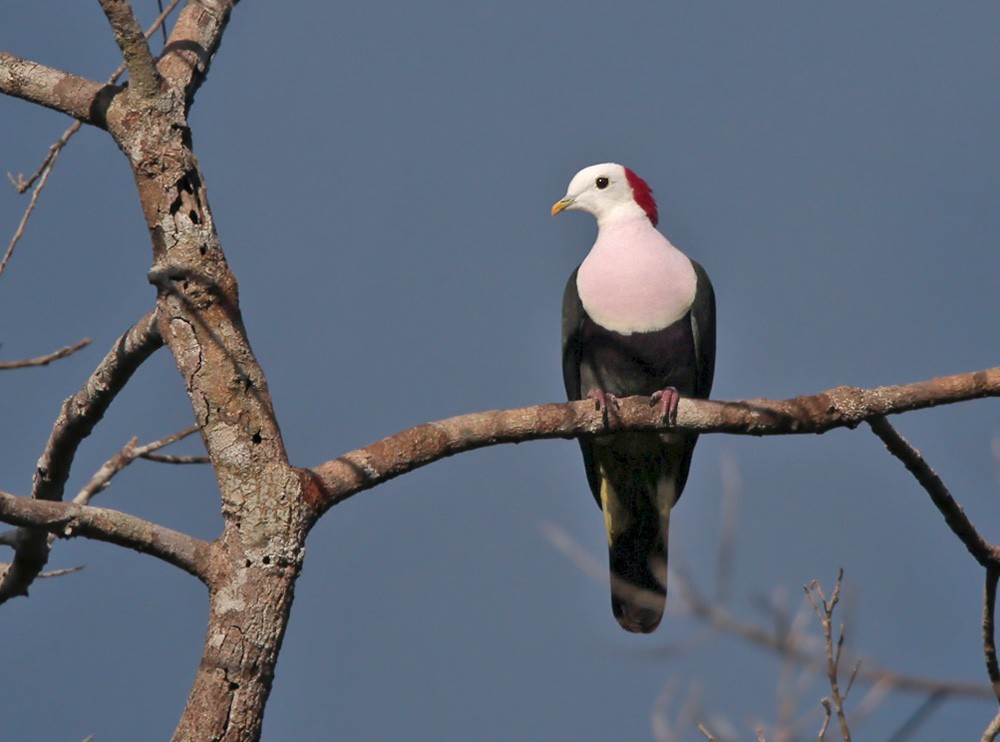 Red-naped Fruit-Dove - ML205973551