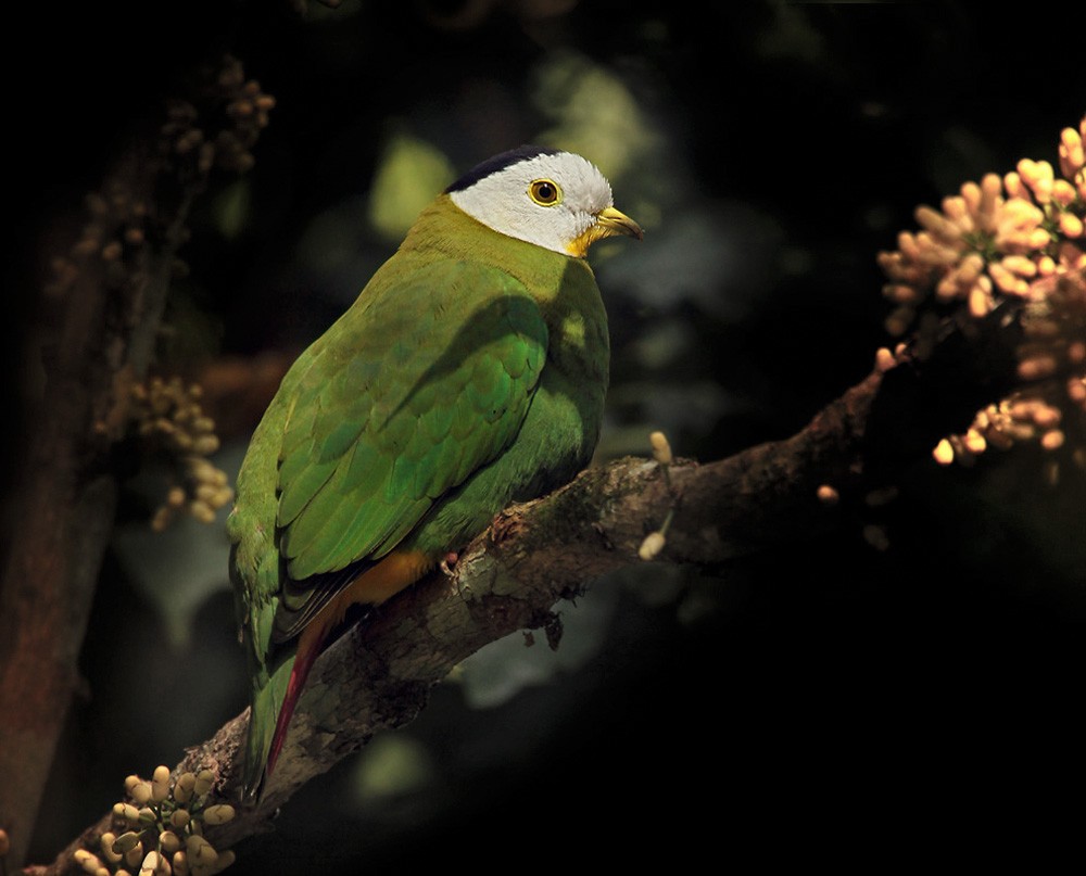 Black-naped Fruit-Dove - Lars Petersson | My World of Bird Photography