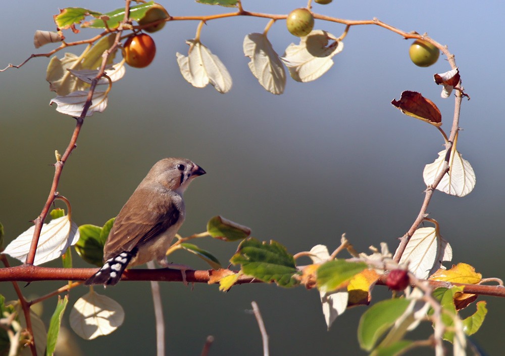 Lars Petersson | My World of Bird Photography - ML205973631