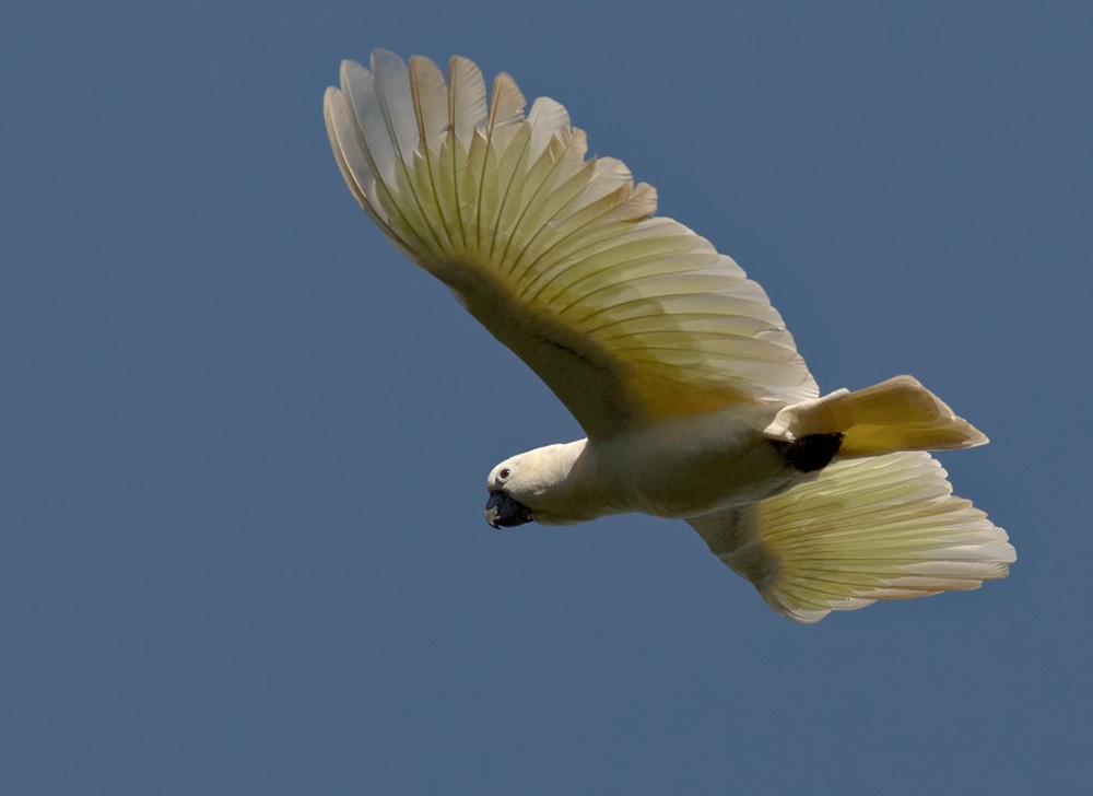 Sulphur-crested Cockatoo - Lars Petersson | My World of Bird Photography