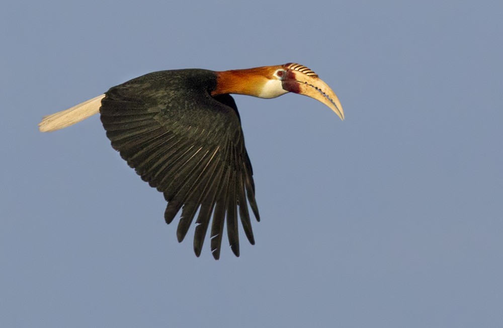 Blyth's Hornbill - Lars Petersson | My World of Bird Photography