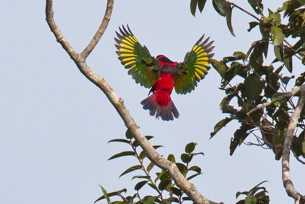 Black-capped Lory - Lars Petersson | My World of Bird Photography