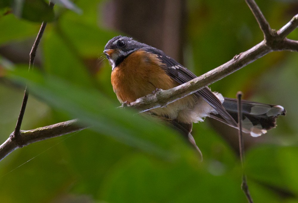 Chestnut-bellied Fantail - Lars Petersson | My World of Bird Photography