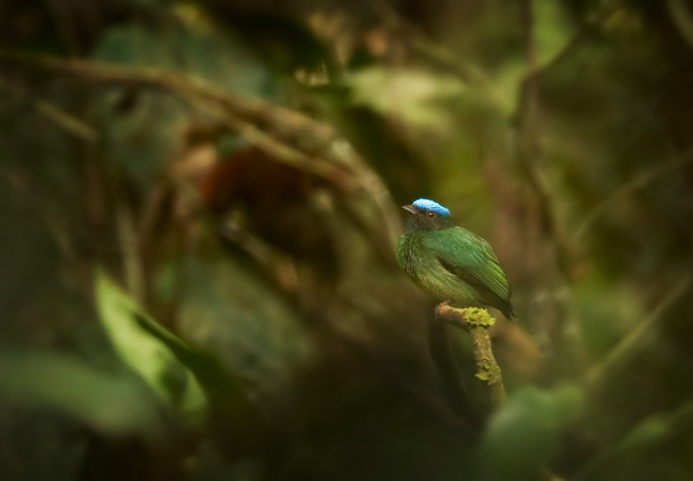 Blue-capped Manakin - Lars Petersson | My World of Bird Photography