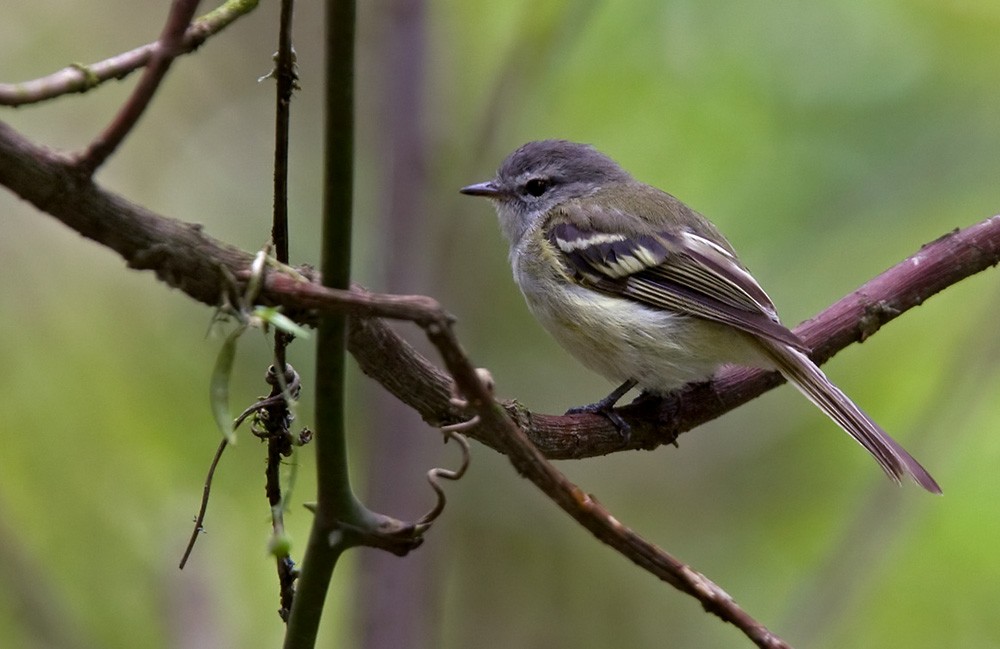 Sclater's Tyrannulet - Lars Petersson | My World of Bird Photography