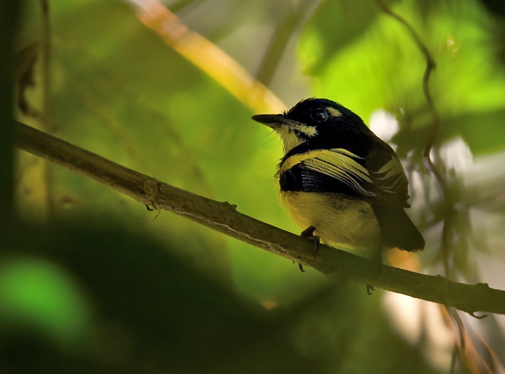 Black-backed Tody-Flycatcher - Lars Petersson | My World of Bird Photography