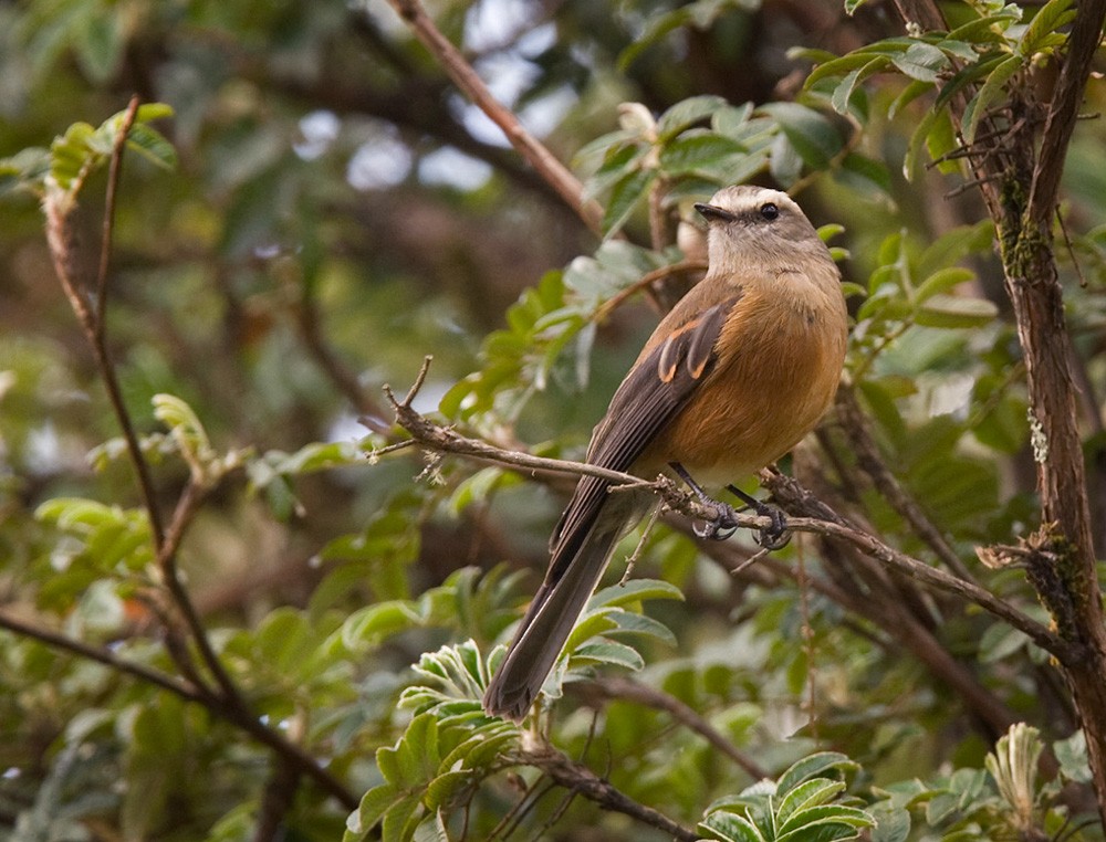 Brown-backed Chat-Tyrant - ML205974121