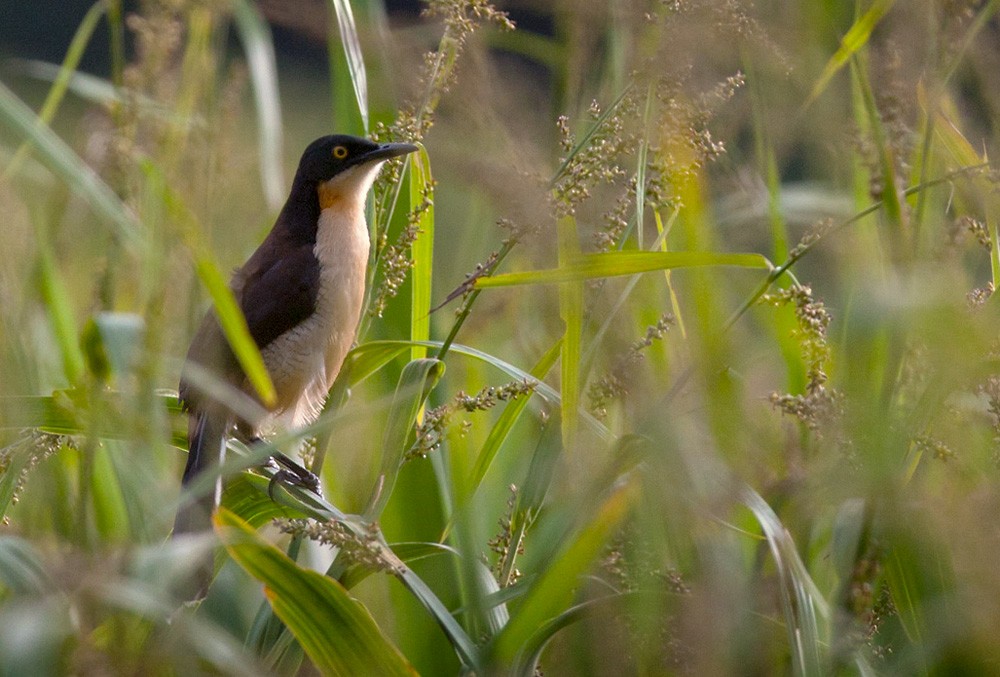 Black-capped Donacobius - Lars Petersson | My World of Bird Photography