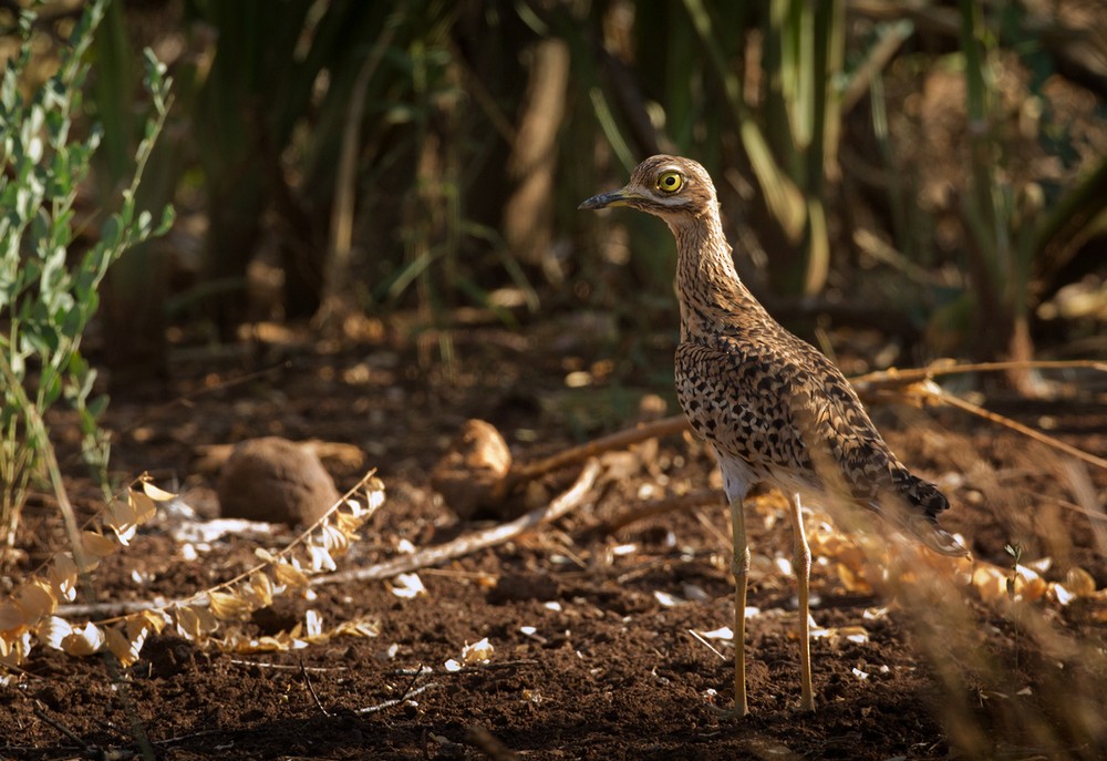 Spotted Thick-knee - Lars Petersson | My World of Bird Photography