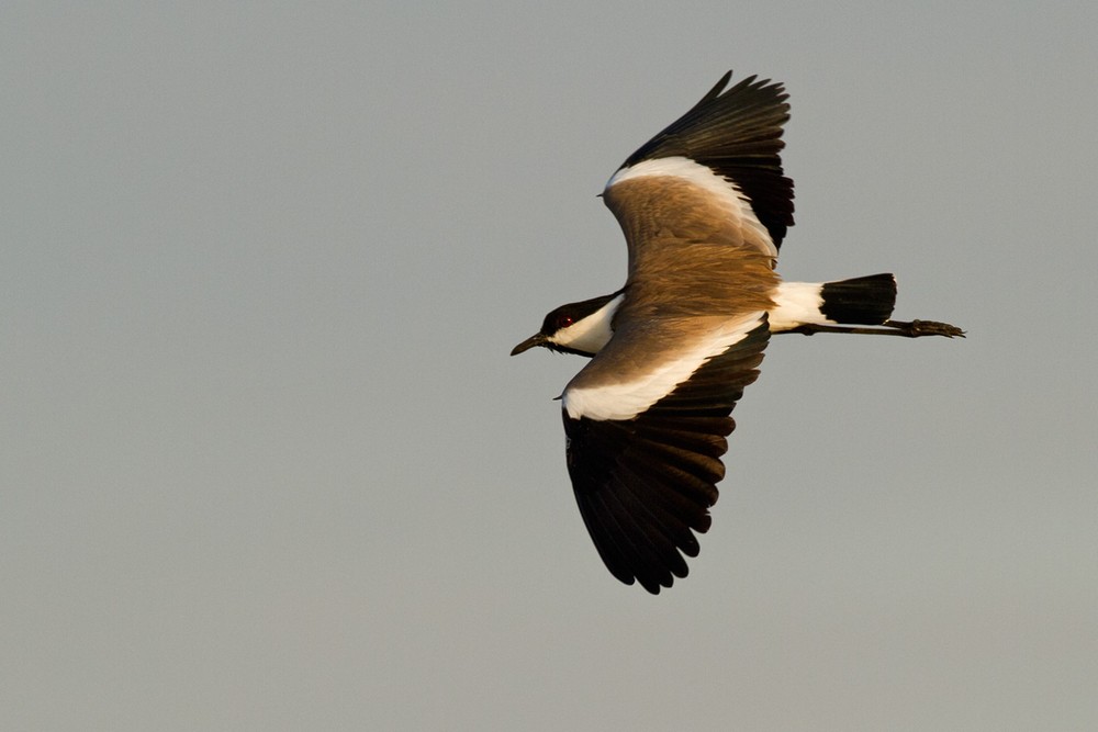 Spur-winged Lapwing - Lars Petersson | My World of Bird Photography