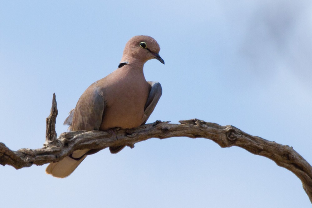 Vinaceous Dove - Lars Petersson | My World of Bird Photography
