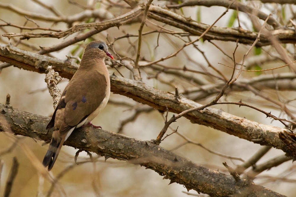 Blue-spotted Wood-Dove - ML205974331