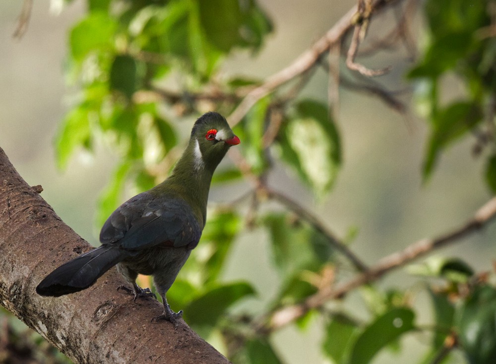White-cheeked Turaco - Lars Petersson | My World of Bird Photography