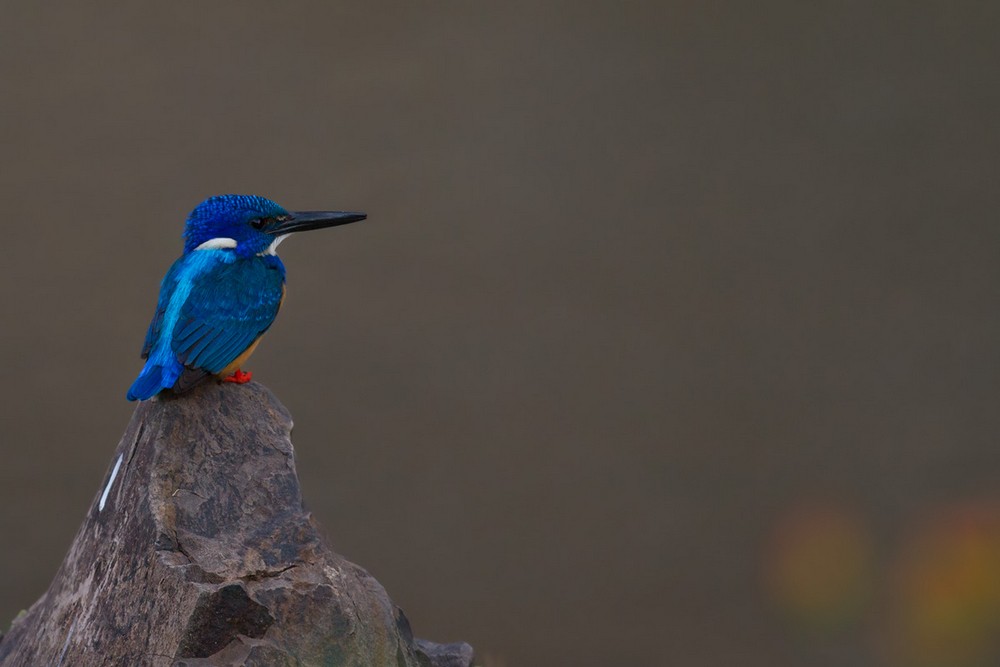 Half-collared Kingfisher - Lars Petersson | My World of Bird Photography