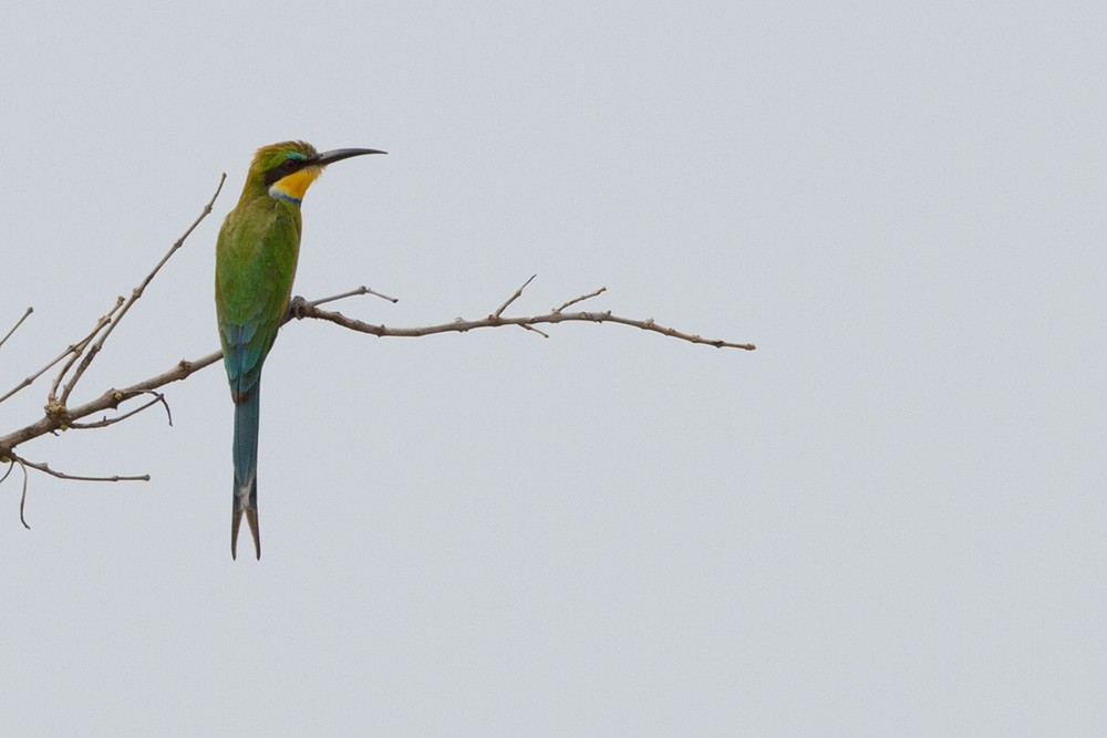 Swallow-tailed Bee-eater - ML205974451