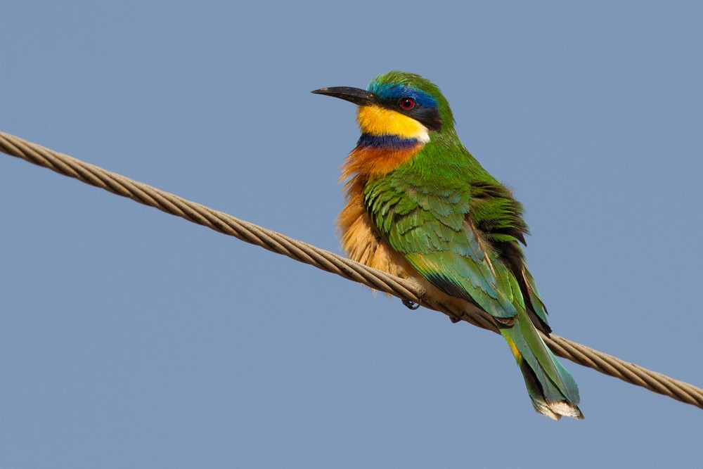 Ethiopian Bee-eater - Lars Petersson | My World of Bird Photography