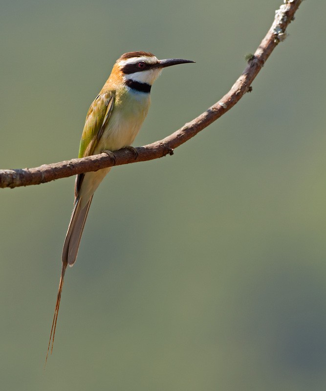 White-throated Bee-eater - ML205974471