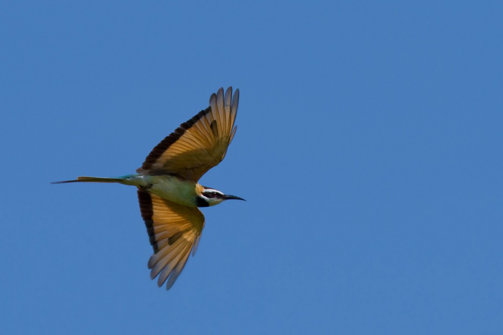 White-throated Bee-eater - ML205974481