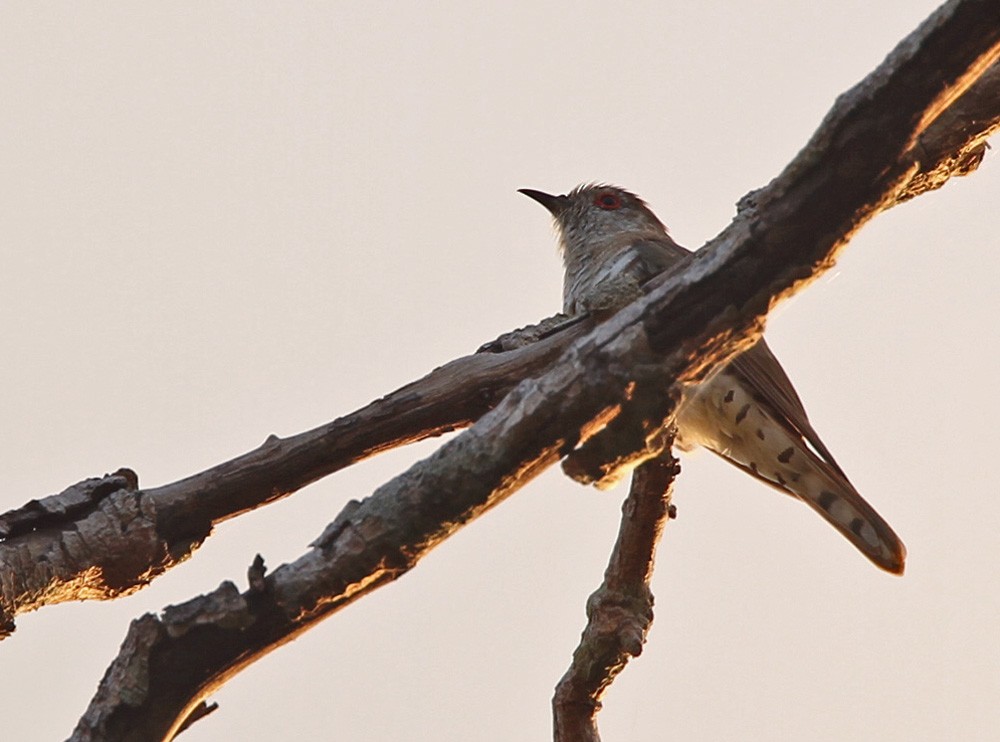 Little Bronze-Cuckoo (Gould's) - Lars Petersson | My World of Bird Photography